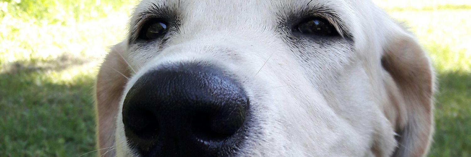 Grayssotelo's profile banner image