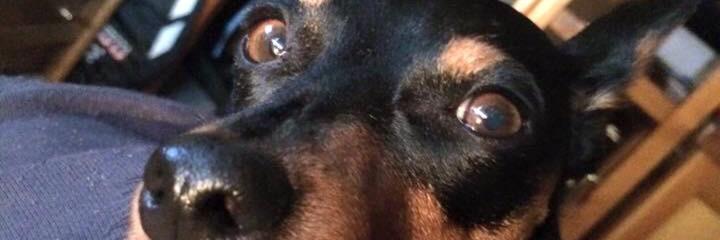 drcuervod's profile banner image