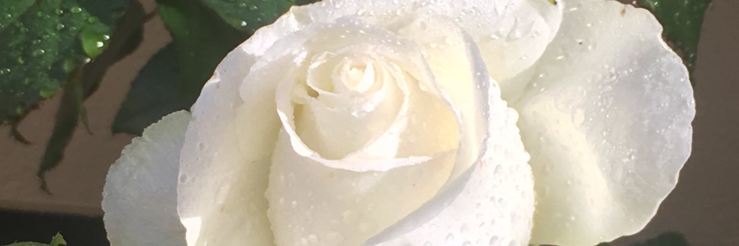 misspanda_manda's profile banner image