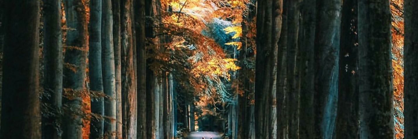 mikenisme's profile banner image
