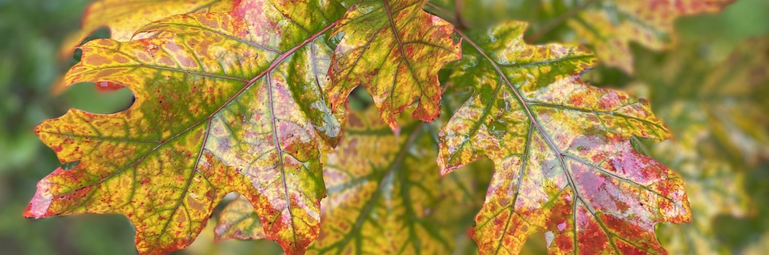 JulieMoncorger's profile banner image