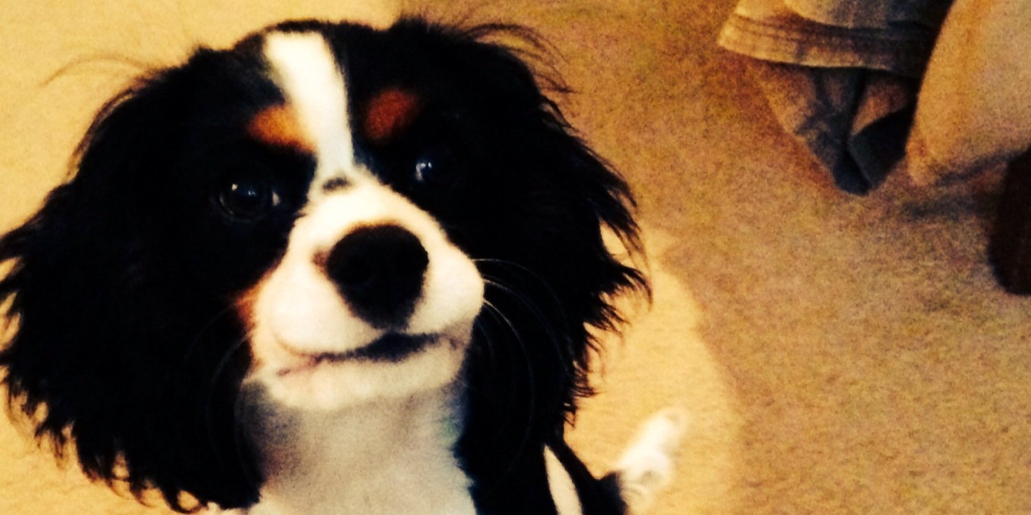 ChesterCece's profile banner image