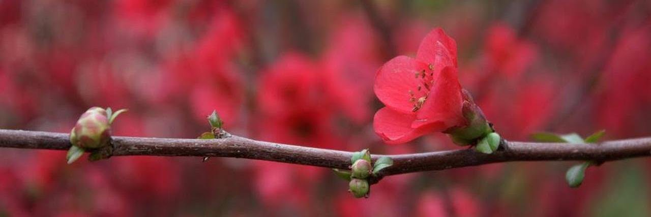 sahar_bgd's profile banner image