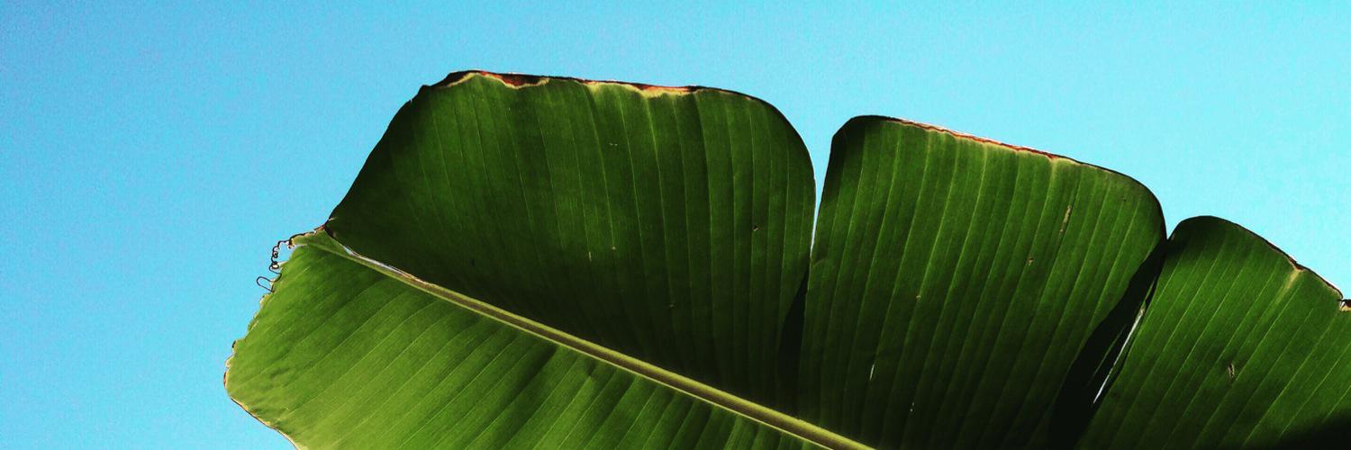 bnssngl's profile banner image