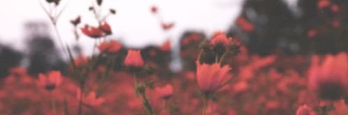 _foolsgoldregui's profile banner image