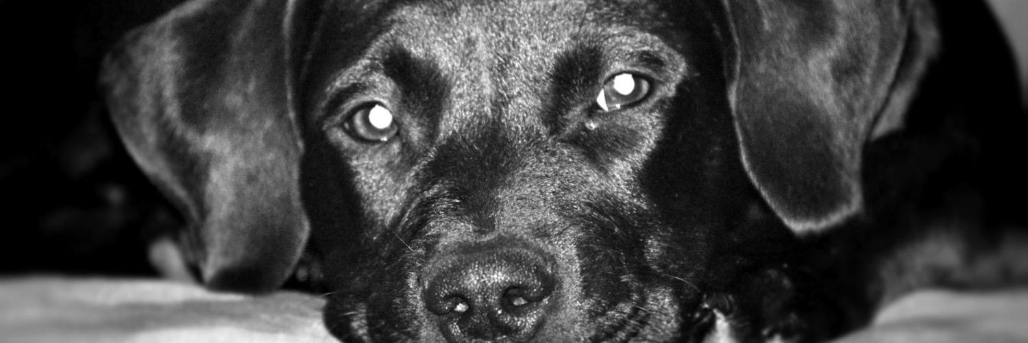 DoOverDogs's profile banner image
