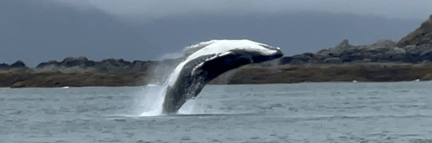 Alma Gutierrez banner