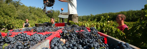 ceviwine Profile Banner