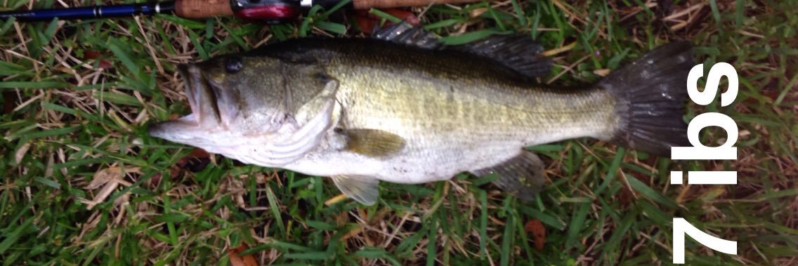 TpFishing's profile banner image