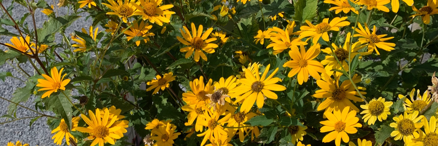 ginamiller__'s profile banner image