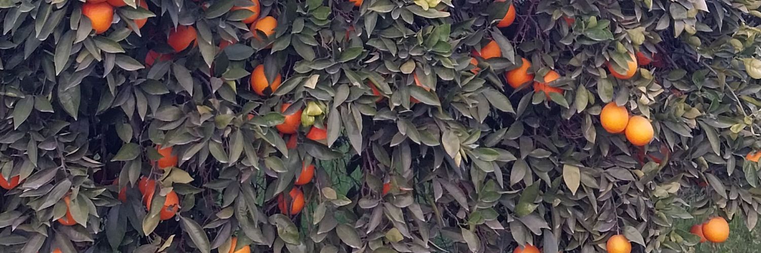 Ismailsahin_13's profile banner image