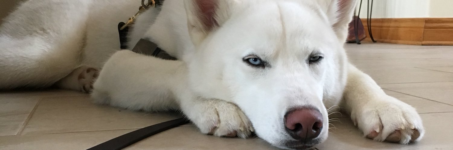 Iorek banner