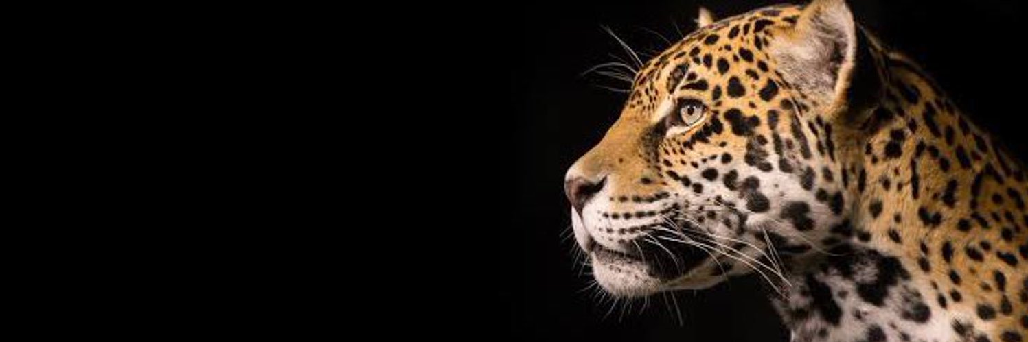 ysuftpl's profile banner image