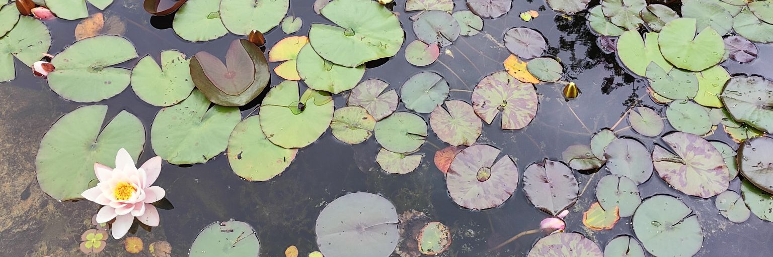 Coryse Quibel banner