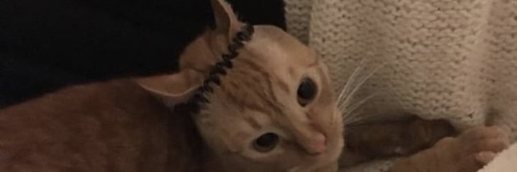maxzi_me's profile banner image