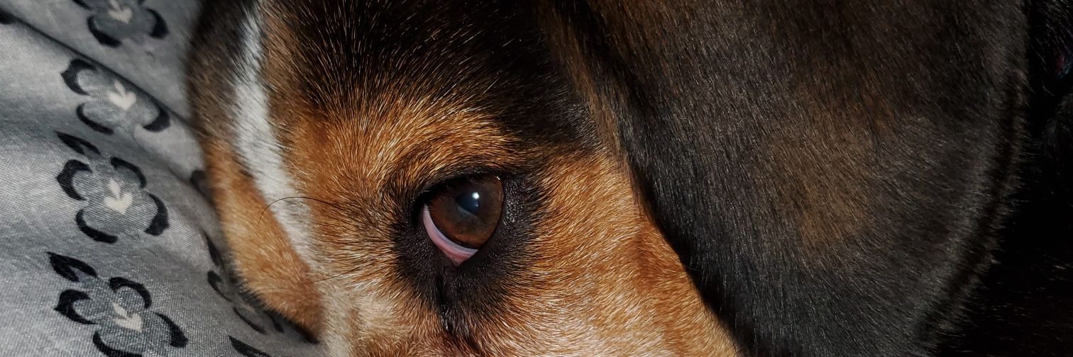 AmMcgowen's profile banner image