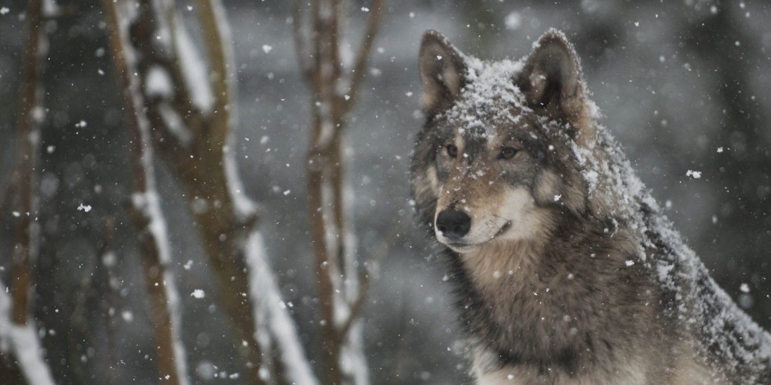 CharlieWolfen's profile banner image