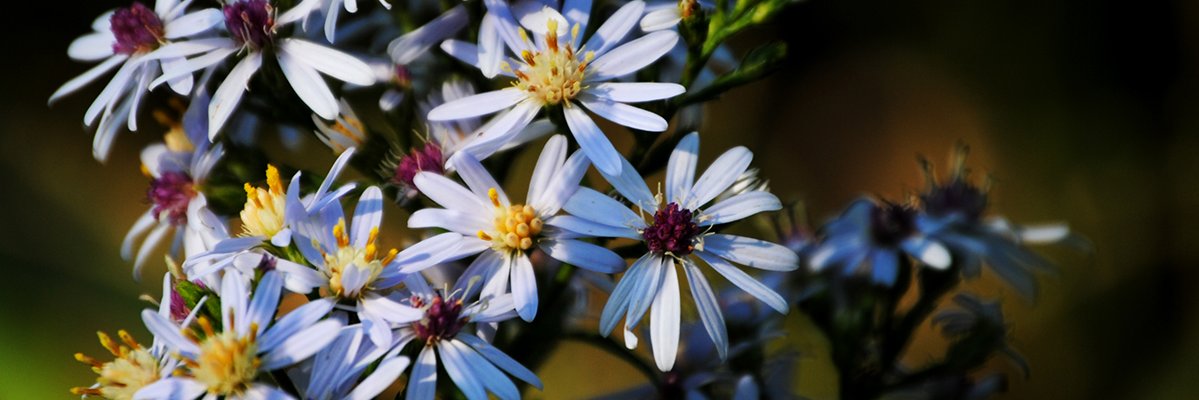 Becky Schlaepfer banner