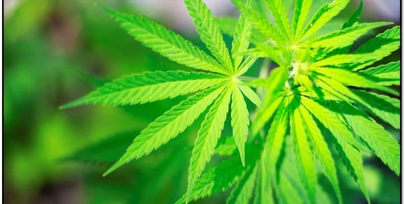 mjfoster420's profile banner image