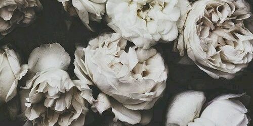 zenapatrice's profile banner image
