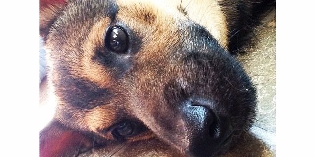 That Bish Trish banner