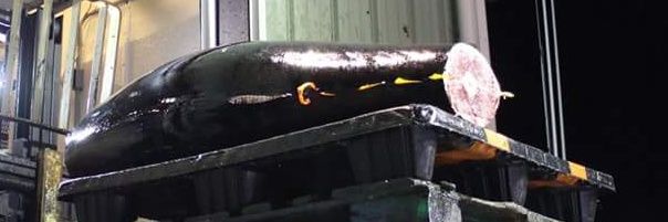 backupnielsen's profile banner image