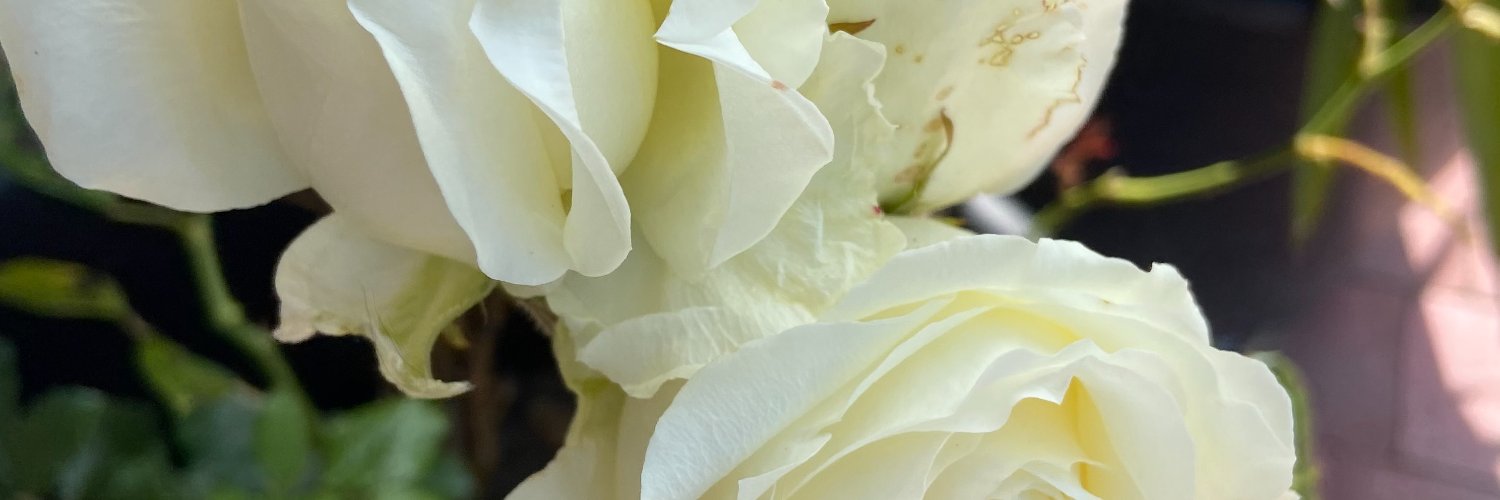 txapal's profile banner image