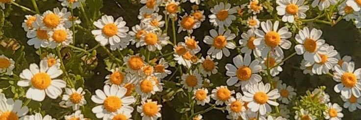 miira_y's profile banner image