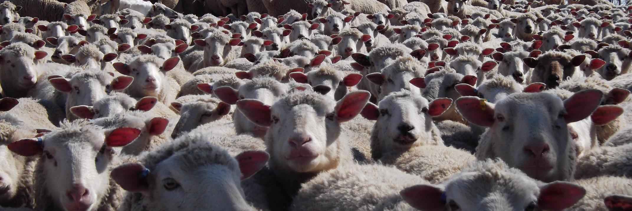 sheepscannerman's profile banner image