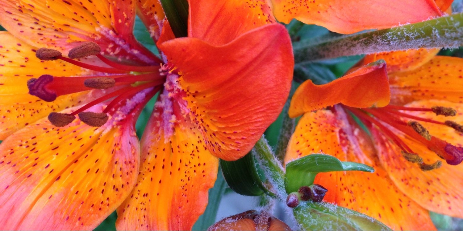 AstridBenko's profile banner image