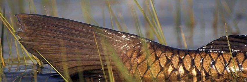 LaCrap's profile banner image