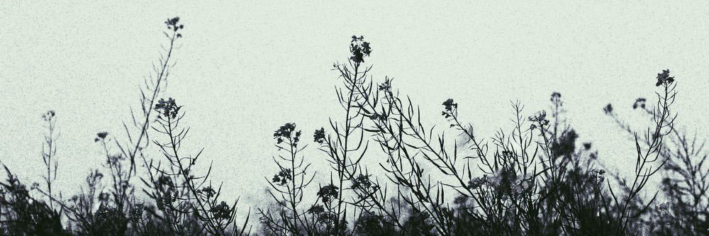 aidacrossing's profile banner image