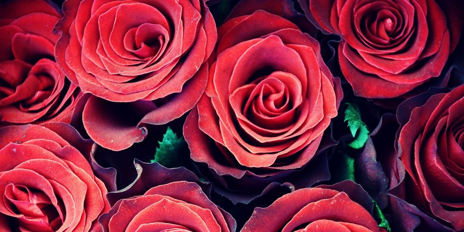 Алена Донченко banner