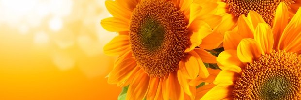 EvaMezeine's profile banner image