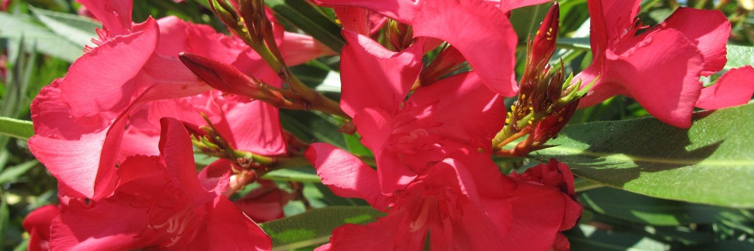 IMelkina's profile banner image