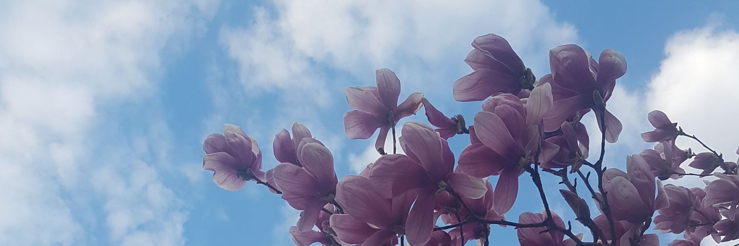 VirginiaPinol's profile banner image