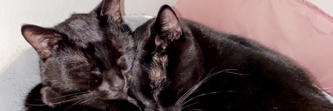 P_Raee's profile banner image