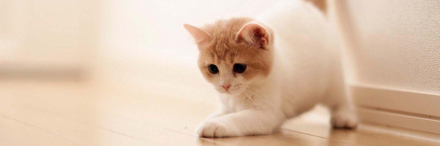 cattreehouse's profile banner image