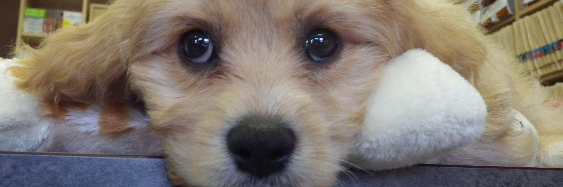 LockerbyAnimal's profile banner image
