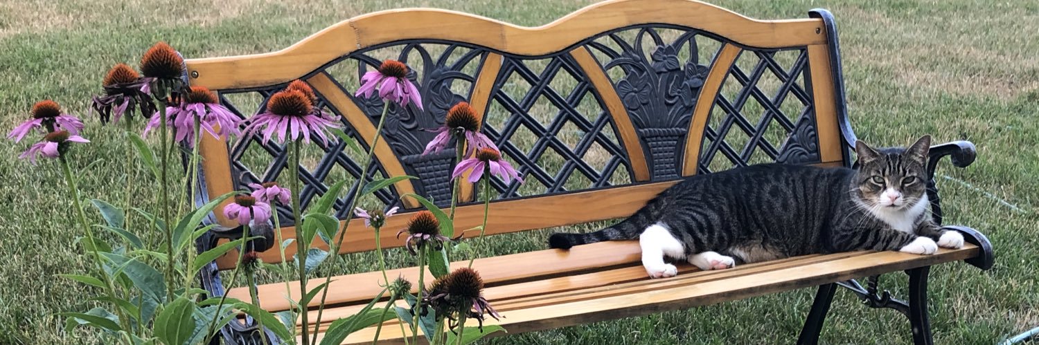 xia_cat's profile banner image