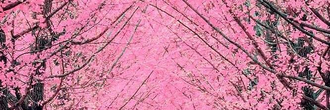 GSteese's profile banner image