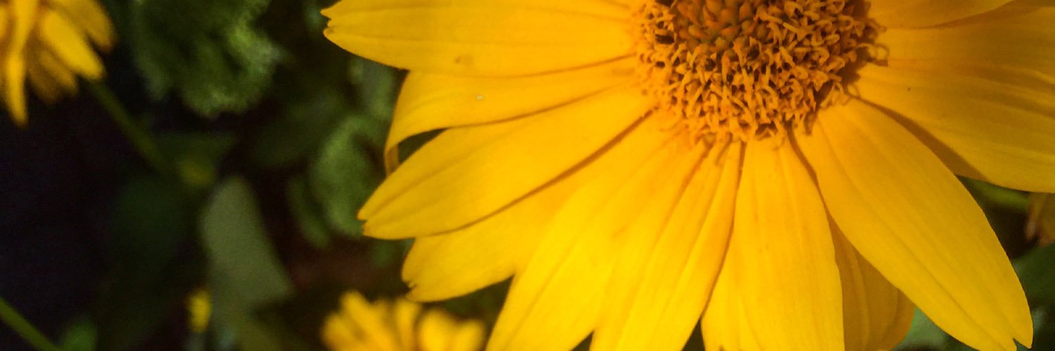 Bee💕🐝 banner