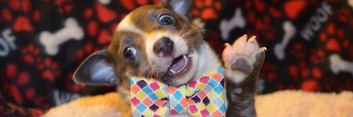 DressedAnimals's profile banner image