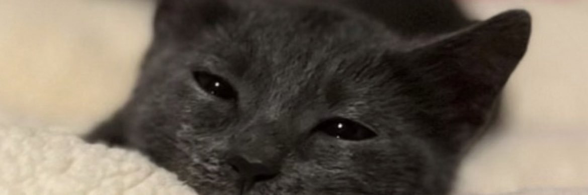 Asafmertt's profile banner image