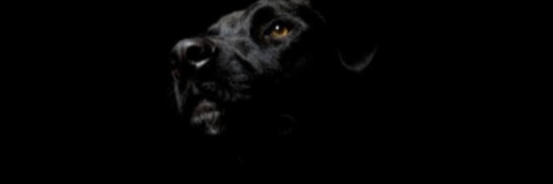 Curlyybusy's profile banner image