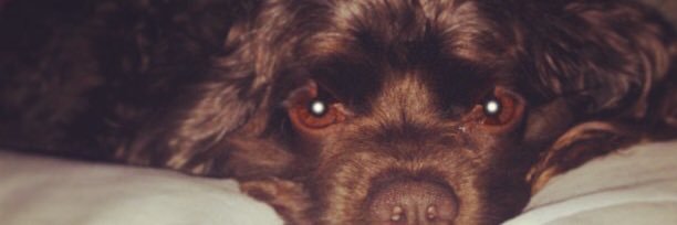 Gabbycci's profile banner image