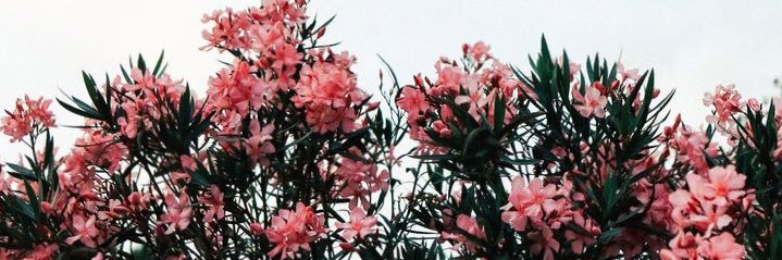 torikochman's profile banner image
