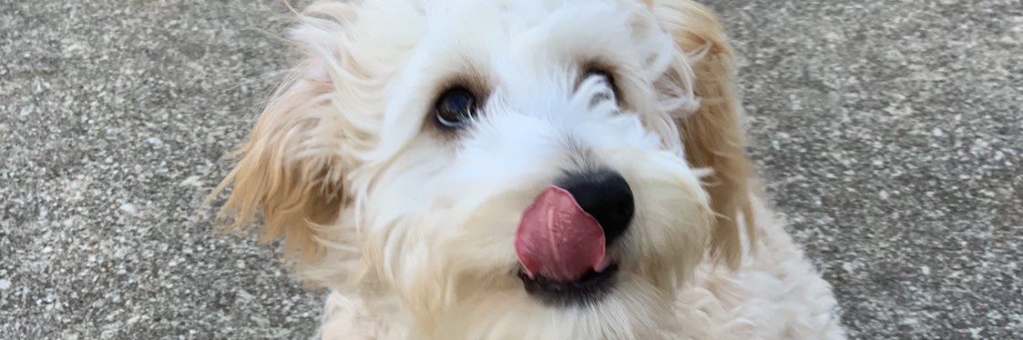 Becca Calvert banner