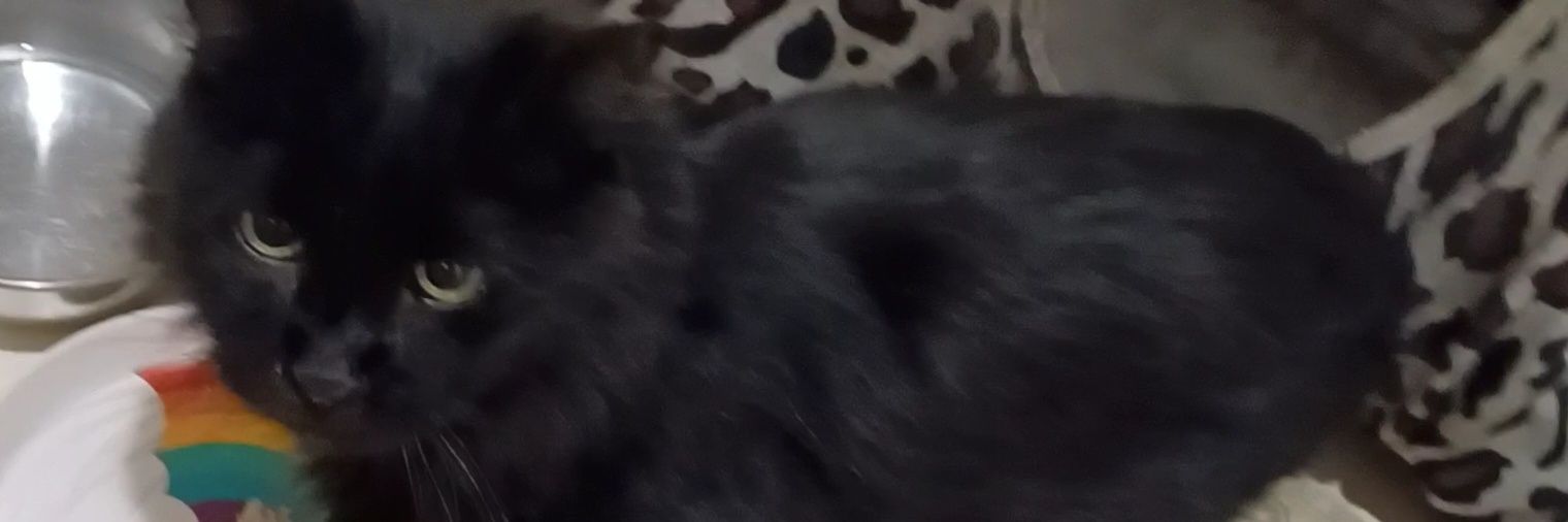 Lulu + 3 sisfurs + big Pete💙🇺🇸🦅🇺🇦 banner