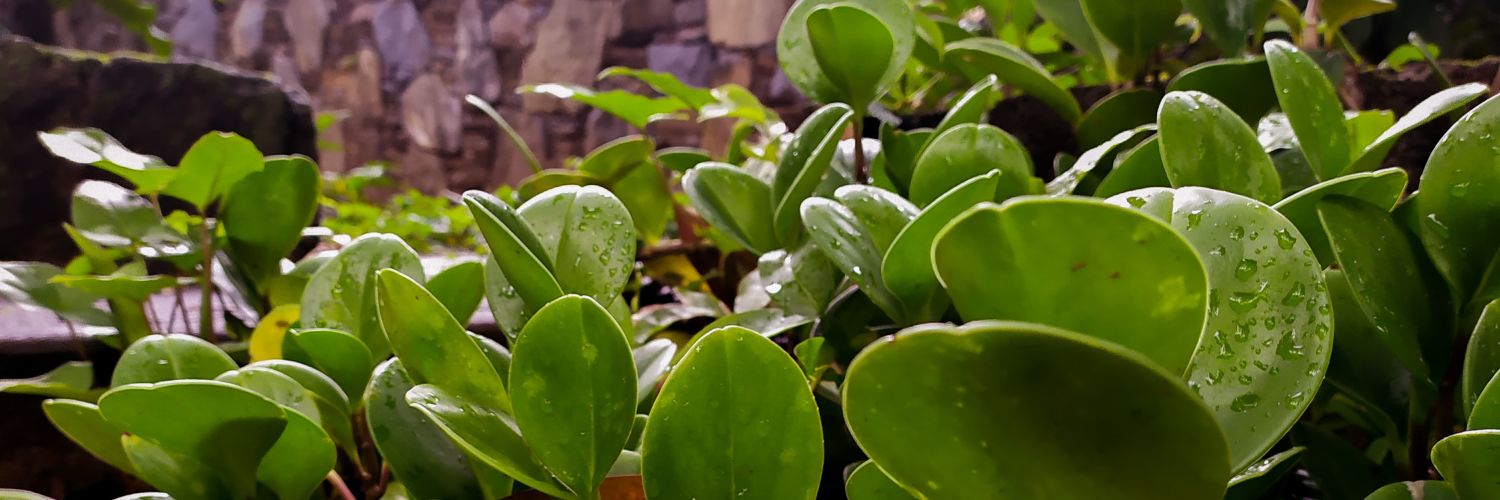 Mithrandir 🍃 banner